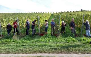 Weinlese Weingut Faber Freiburg