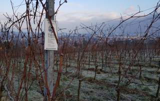 Winter Weinberge Weingut Faber Freiburg