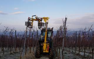 Reben vorschneiden Weingut Faber Freiburg