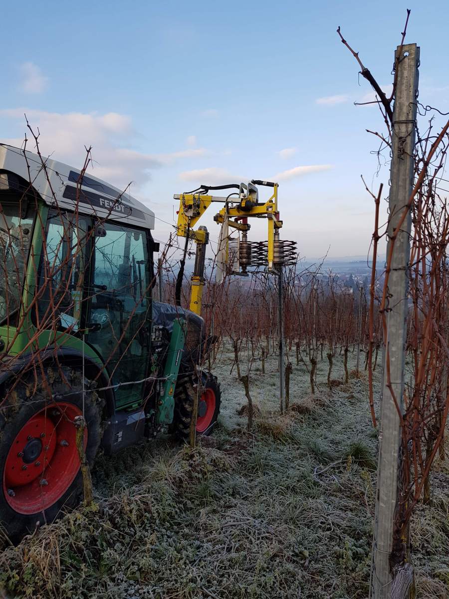 Reben vorschneiden Weingut Faber Freiburg