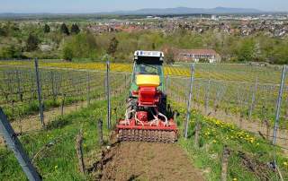 Natürliche Bodenbearbeitung Weingut Faber Freiburg