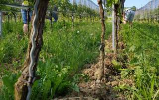 Weinbau Hagelnetze Weingut Faber Freiburg