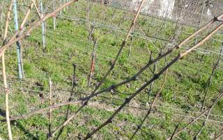 Reben schneiden Weingut Faber Freiburg