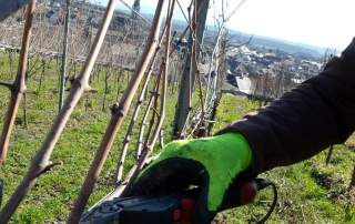 Reben schneiden Weingut Faber Freiburg