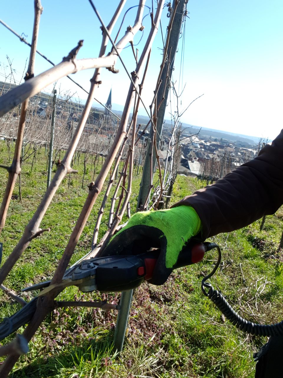 Reben schneiden Weingut Faber Freiburg