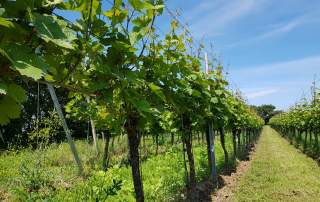 Weinberge Ihringen Weingut Faber Freiburg