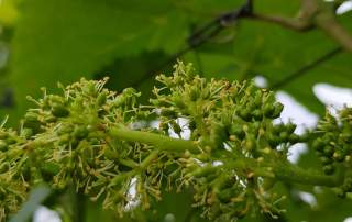 Rebblüte Weingut Faber Freibur