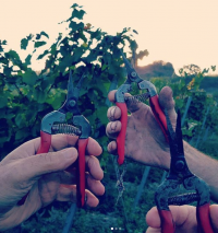 Weingut Faber Freiburg Weinlese