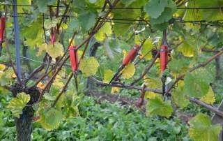 Herbstabschluss Weingut Faber Freiburg