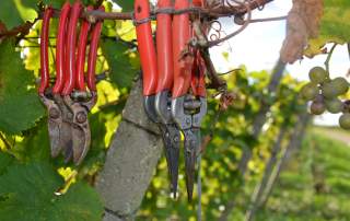 Rebschere Weingut Faber Freiburg