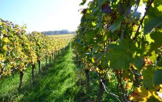 Herbst Weingut Faber Freiburg