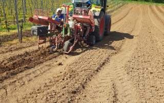 Rebpflanzung Weingut Faber Freiburg