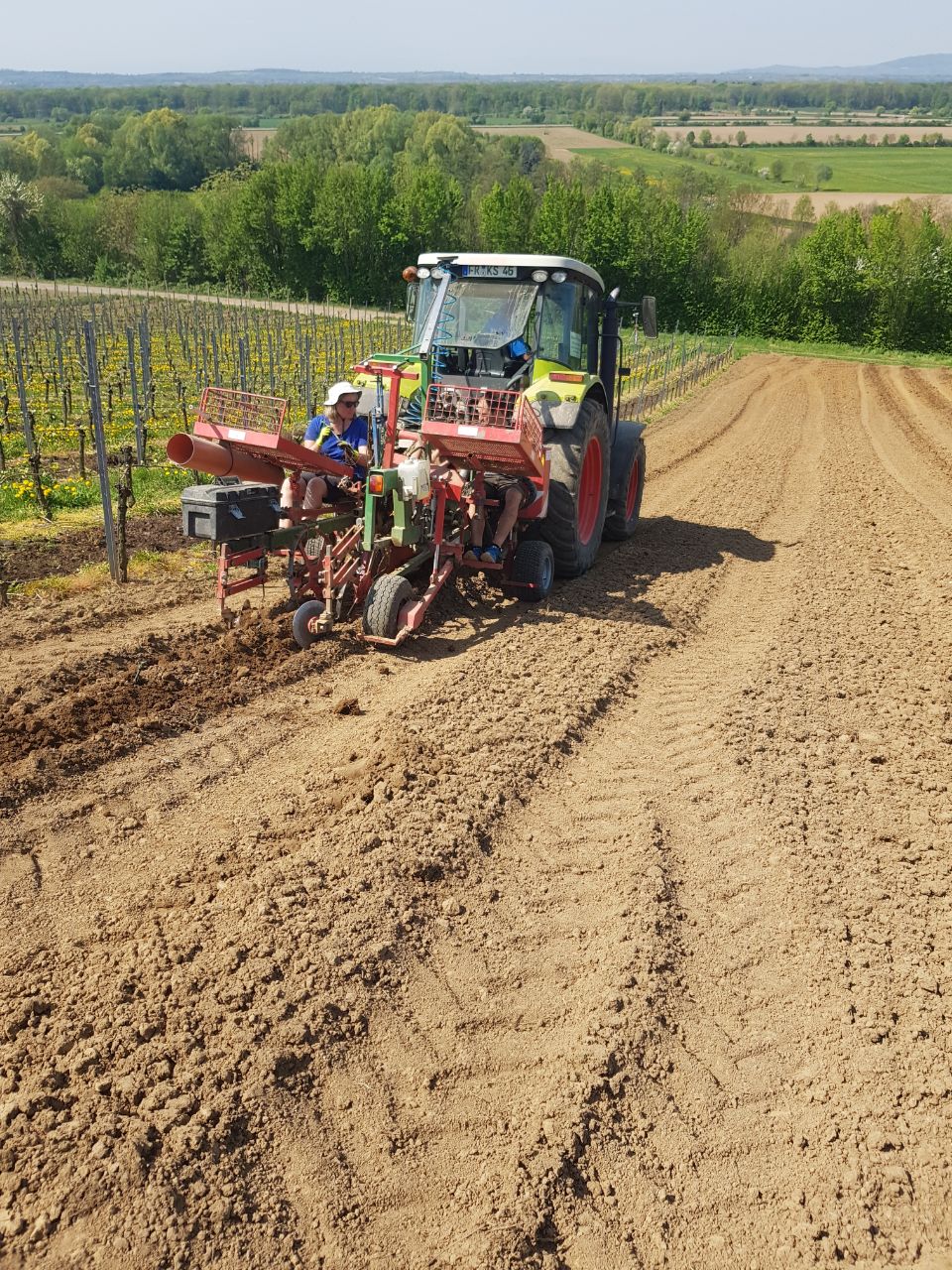 Rebpflanzung Weingut Faber Freiburg