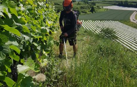 Mäharbeiten Weingut Faber Freiburg