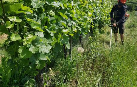 Mäharbeiten Weingut Faber Freiburg