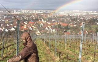 Reben biegen Weingut Faber Freiburg