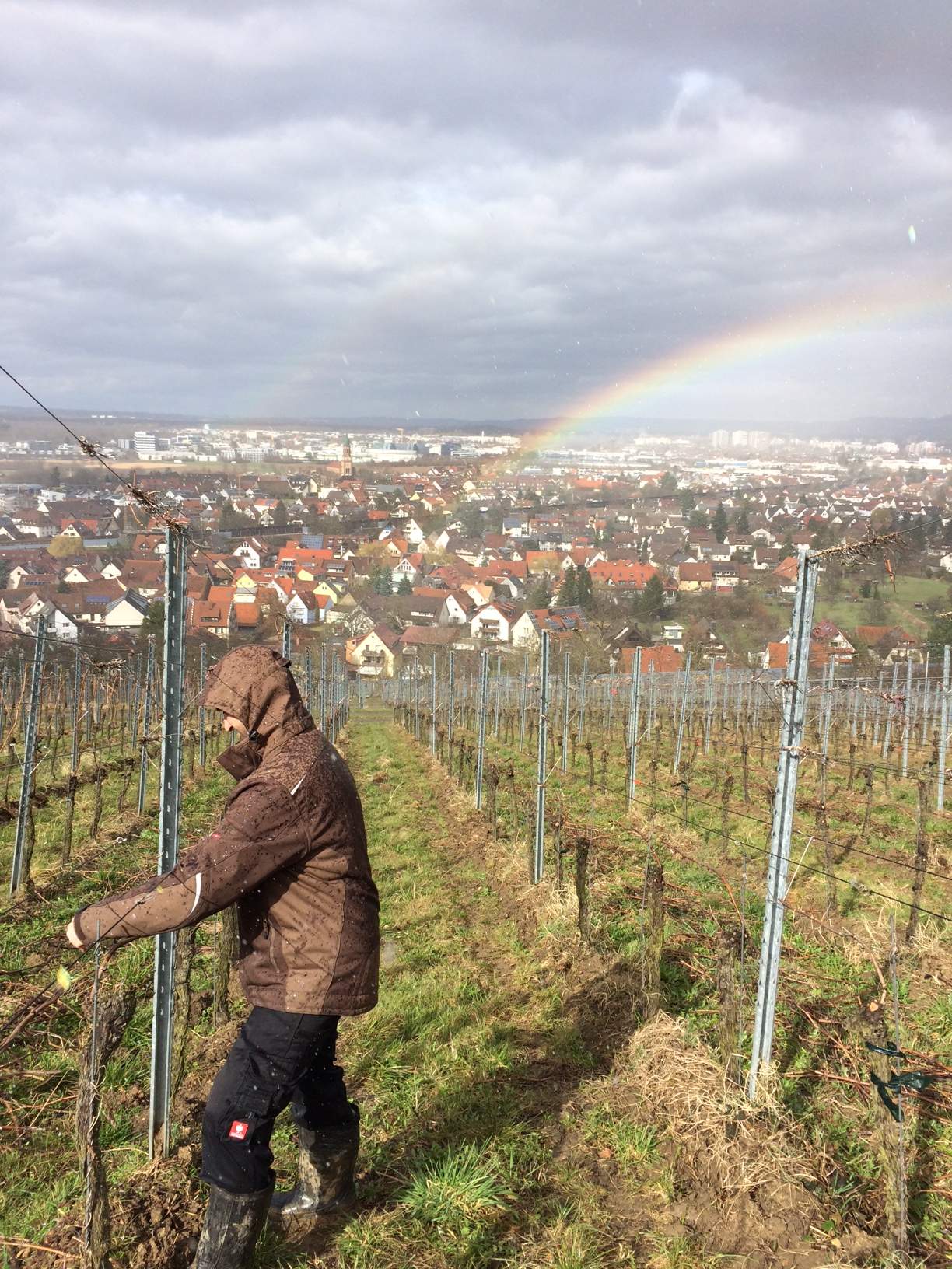 Reben biegen Weingut Faber Freiburg