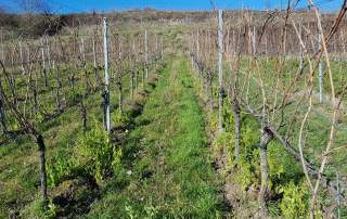 Reben schneiden Weingut Faber Freiburg