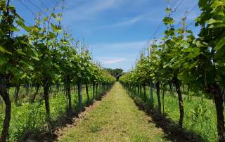 Weinberge Ihringen Weingut Faber Freiburg