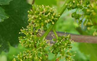 Rebblüte Weingut Faber Freiburg