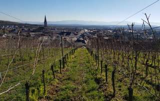 Rebschnitt Weingut Faber Freiburg