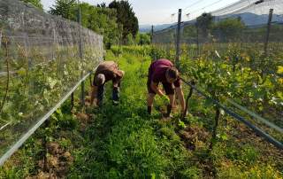 Weinbau Reben Weingut Faber Freiburg