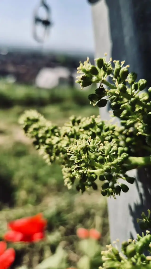 efeutute kaufen Goldene Efeutute (Epipremnum aureum) kaufen main image 0