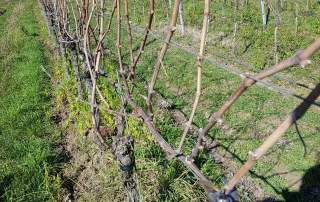 Rebschnitt Weingut Faber Freiburg