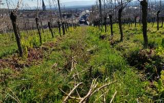 Reben schneiden Weingut Faber Freiburg